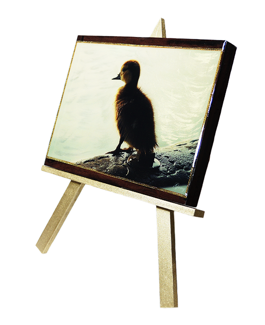 DSC08916_Patito_Internet